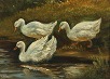 O. A. Hermansen